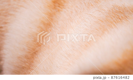 フレンチブルドッグの毛並みテクスチャ フレンチブルドッグの毛並みテクスチャ 87616482