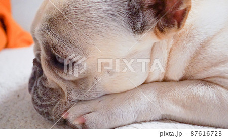 寂しそうなフレンチブルドッグ 87616723