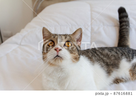 Brown Striped Scottish Fold Kitten, the Cute cat sleeps, Scottish Fold 87616881