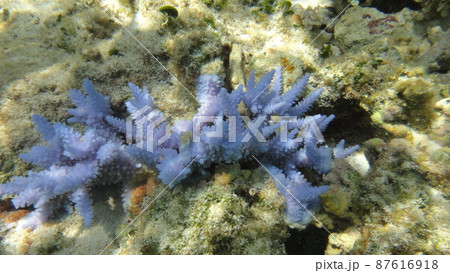 沖縄の海 薄紫のサンゴ 87616918