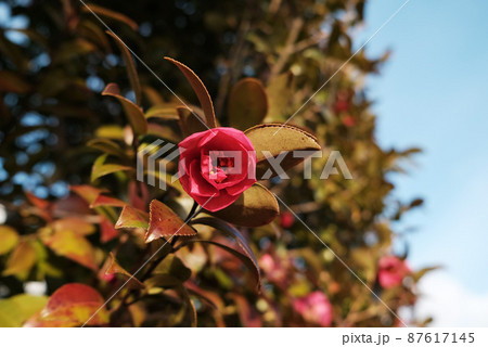 サザンカの花 サザンカの花 87617145