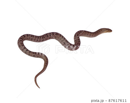 snake isolated on white background snake isolated on white background 87617611