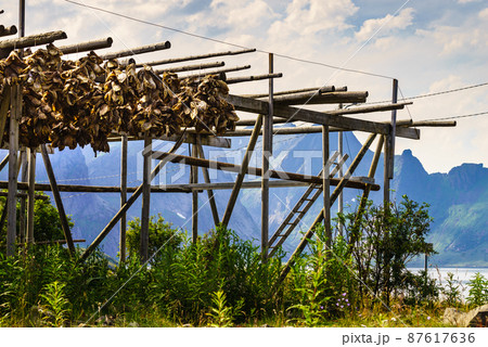 Cod stockfish drying on racks, Lofoten islands Norway Cod stockfish drying on racks, Lofoten islands Norway 87617636
