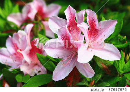 ツツジ つつじ 躑躅 87617676
