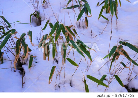 雪山 笹 滝沢の不動滝 不動大滝 群馬県指定名勝 赤城山 爆布 滝 氷瀑 雪山 笹 滝沢の不動滝 不動大滝 群馬県指定名勝 赤城山 爆布 滝 氷瀑 87617758