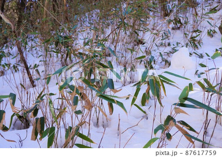雪山　笹　滝沢の不動滝　不動大滝　群馬県指定名勝　赤城山　爆布　滝　氷瀑 87617759