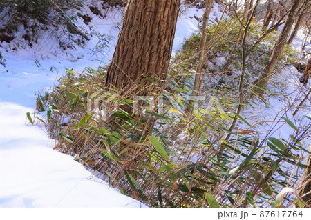 雪道 雪山 滝沢の不動滝 不動大滝 群馬県指定名勝 赤城山 爆布 滝 氷瀑 雪道 雪山 滝沢の不動滝 不動大滝 群馬県指定名勝 赤城山 爆布 滝 氷瀑 87617764