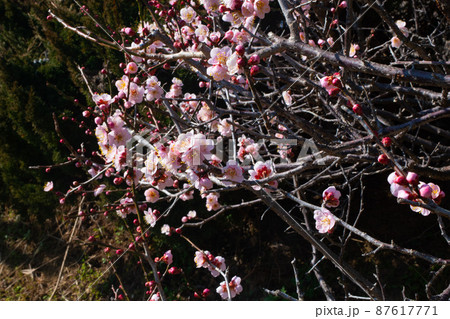 春の梅と青空 87617771
