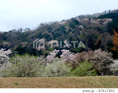 霞間ヶ渓 桜4 87617801