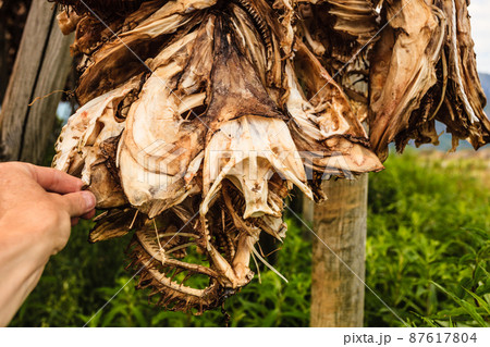 Cod stockfish drying on racks, Lofoten islands Norway 87617804