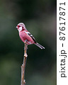 ベニマシコの雄 87617871