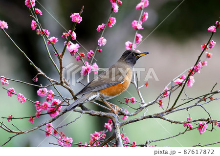 オオアカハラと紅梅 オオアカハラと紅梅 87617872