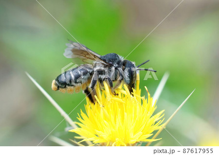 Closeup on the Mediterranean wood-borig golden bee, Lithurgus chrysurus sipping nectar on the yellow flowers of Centaurea solstitialis 87617955