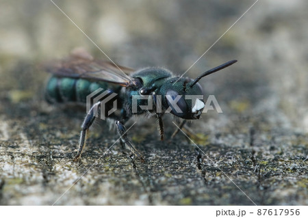 Detailed closeup on a female little blue carpenter bee, Ceratina cyanea on a piece of wood in Southern France 87617956