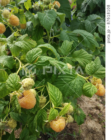 Ripe raspberries in the garden on the background of green leaves 87618108