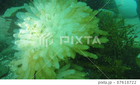 ダイビングでイカの卵を観察する 87618722