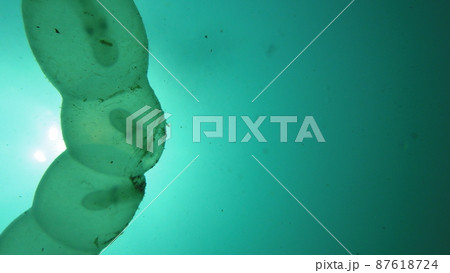 ダイビングでイカの卵を観察する 87618724