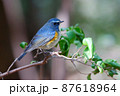 ルリビタキの雄 87618964