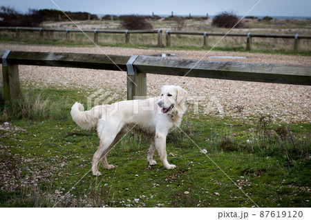 Very pretty, white and nice dog. 87619120