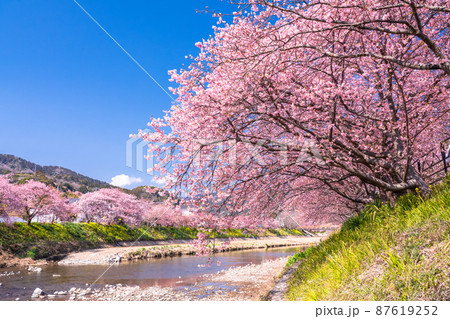 《静岡県》満開の河津桜・河津町 87619252