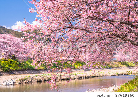 《静岡県》満開の河津桜・河津町 87619260
