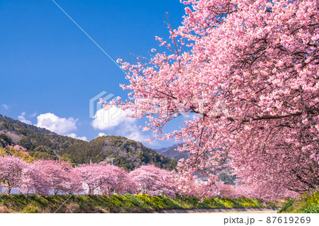 《静岡県》満開の河津桜・河津町 87619269