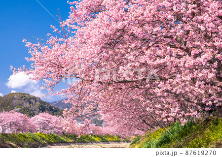 《静岡県》満開の河津桜・河津町 87619270
