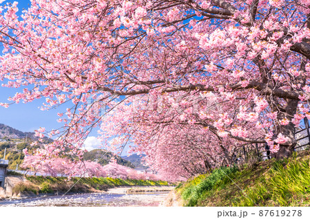 《静岡県》満開の河津桜・河津町 87619278