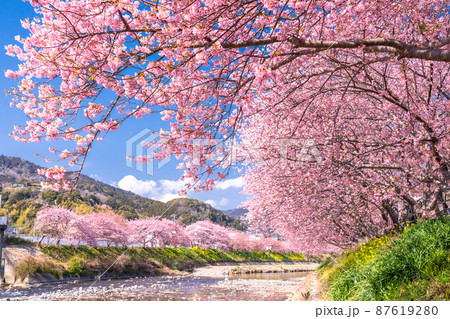 《静岡県》満開の河津桜・河津町 87619280