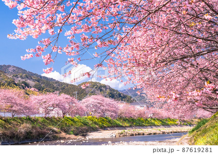 《静岡県》満開の河津桜・河津町 《静岡県》満開の河津桜・河津町 87619281