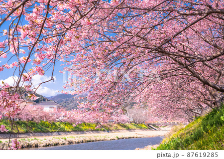 《静岡県》満開の河津桜・河津町 《静岡県》満開の河津桜・河津町 87619285