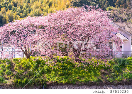 《静岡県》満開の河津桜・河津町 87619286