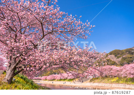 《静岡県》満開の河津桜・河津町 《静岡県》満開の河津桜・河津町 87619287
