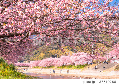 《静岡県》満開の河津桜・河津町 87619288
