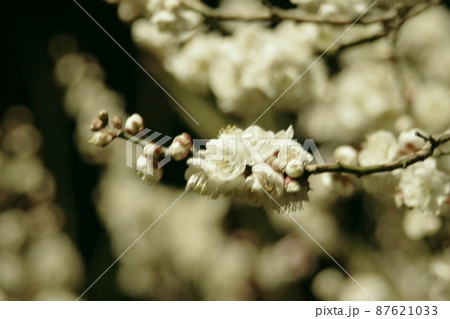 闇夜に咲く梅の花 六の写真素材 [87621033] - PIXTA