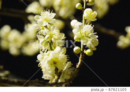 闇夜に咲く梅の花 十五の写真素材 [87621105] - PIXTA