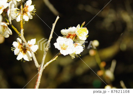 闇夜に咲く梅の花 十二の写真素材 [87621108] - PIXTA