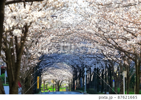 桜のトンネル 桜のトンネル 87621665