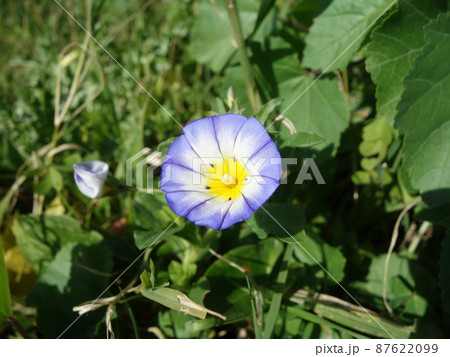 シチリアのサンシキアサガオ シチリアのサンシキアサガオ 87622099