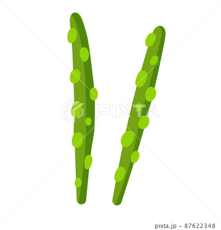Asparagus. Healthy food ingredient. Green plant. 87622348