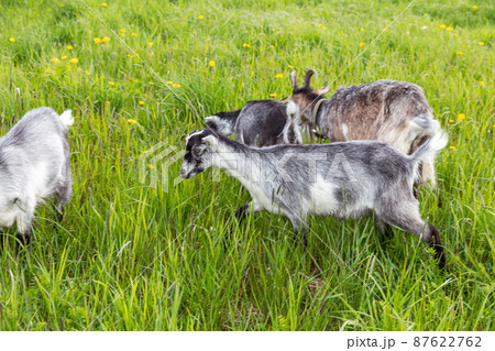 Cute free range goatling on organic natural eco animal farm freely grazing in meadow background. Domestic goat graze chewing in pasture. Modern animal livestock, ecological farming. Animal rights Cute free range goatling on organic natural eco animal farm freely grazing in meadow background. Domestic goat graze chewing in pasture. Modern animal livestock, ecological farming. Animal rights 87622762
