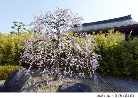 薬師寺　慈恩殿庭園の満開の梅　奈良市西ノ京町 87623238