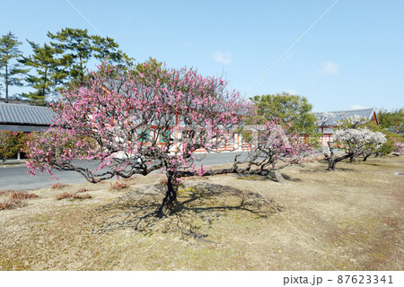 薬師寺　玄奘三蔵院伽藍西の梅の木　奈良市西ノ京町 87623341