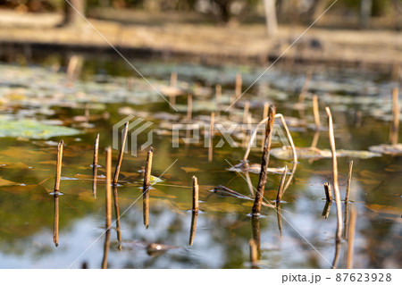 大寳山 法雲寺(法雲禅寺) 大寳山 法雲寺(法雲禅寺) 87623928