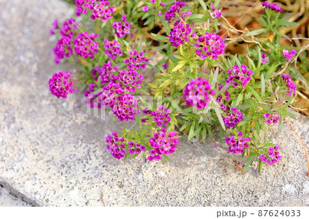 アリッサムの花 87624033