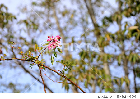 バラの花　バレリーナ 87624404