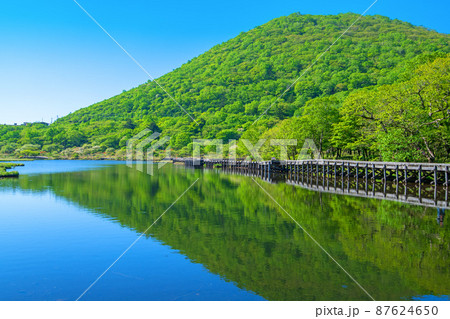 赤城公園　覚満淵　遊歩道　木道　初夏の風景　　　 87624650