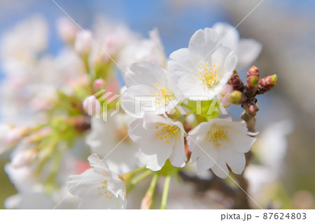桜の花のクローズアップ 87624803