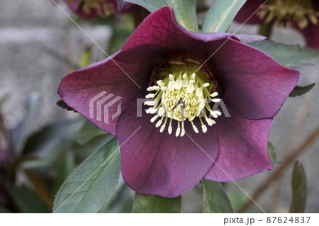 冬越しの春に咲いた紫色のクリスマスローズ 87624837