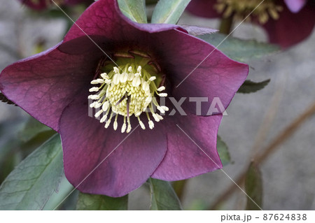 冬越しの春に咲いた紫色のクリスマスローズ 冬越しの春に咲いた紫色のクリスマスローズ 87624838